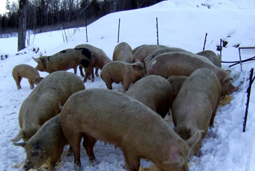 herd of pigs
