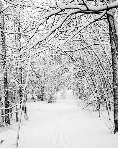snowy_woods.jpg