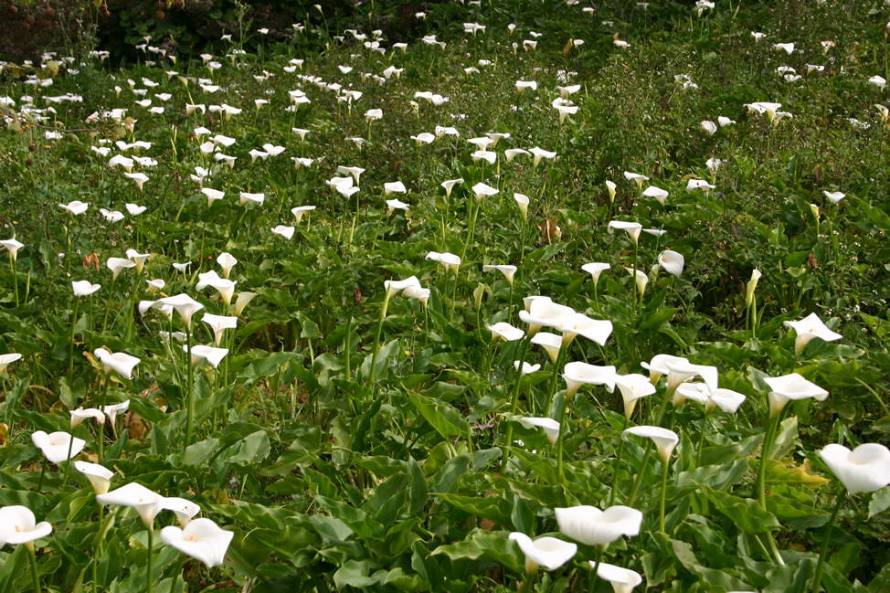 Abundance: Lilies of the Field